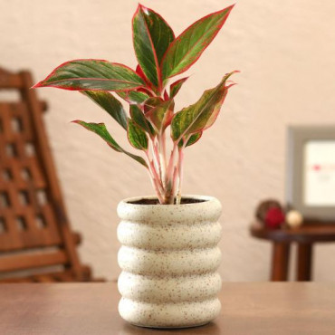 Red Aglaonema Plant In White Tube Planter