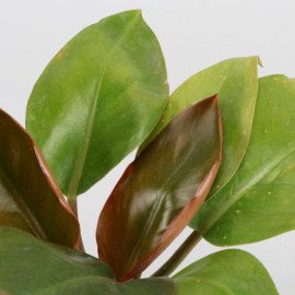 Red Philodendron Plant In Mosaic Mirror Pot And Votive Set