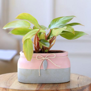 Red Philodendron Plant In Rectangular Ceramic Pot