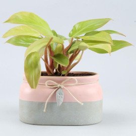 Red Philodendron Plant In Rectangular Ceramic Pot