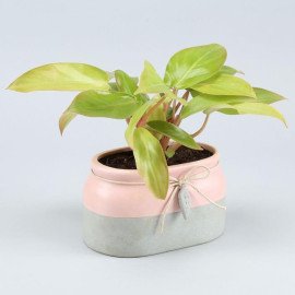 Red Philodendron Plant In Rectangular Ceramic Pot