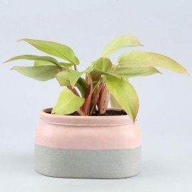 Red Philodendron Plant In Rectangular Ceramic Pot