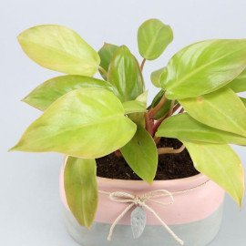 Red Philodendron Plant In Rectangular Ceramic Pot
