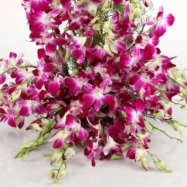 Royal Purple Orchid Arrangement
