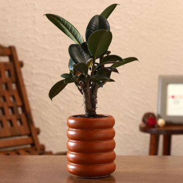 Rubber Bonsai Plant In Terracotta Planter