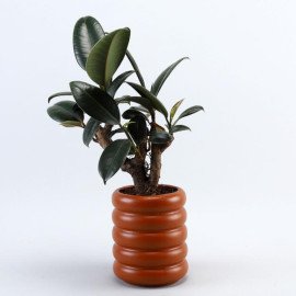 Rubber Bonsai Plant In Terracotta Planter