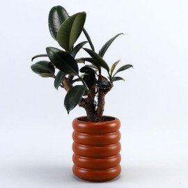 Rubber Bonsai Plant In Terracotta Planter