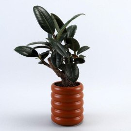 Rubber Bonsai Plant In Terracotta Planter