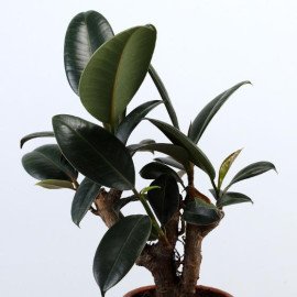Rubber Bonsai Plant In Terracotta Planter