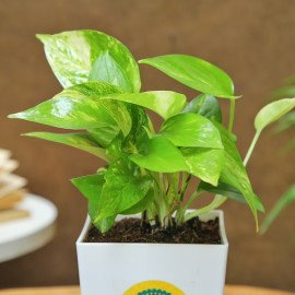 Rudraksha Rakhi With Money Plant