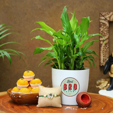 Rudraksha Rakhi With Peace Lily Plant N Motichoor Ladoo