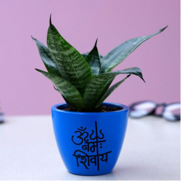 Sansevieria Plant In Blue Om Namah Shivaay Pot