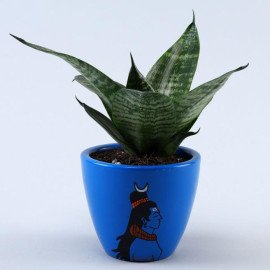 Sansevieria Plant In Blue Om Namah Shivaay Pot