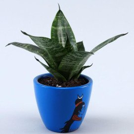 Sansevieria Plant In Blue Om Namah Shivaay Pot