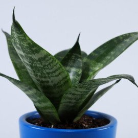 Sansevieria Plant In Blue Om Namah Shivaay Pot