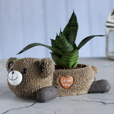 Sansevieria Plant In Brown Love U Bear Pot