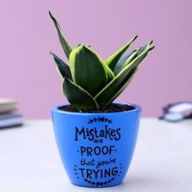 Sansevieria Plant In Illustrative Quote Marine Blue Pot