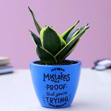 Sansevieria Plant In Illustrative Quote Marine Blue Pot