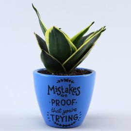 Sansevieria Plant In Illustrative Quote Marine Blue Pot