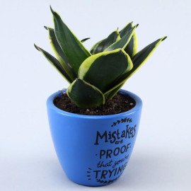 Sansevieria Plant In Illustrative Quote Marine Blue Pot