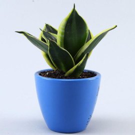 Sansevieria Plant In Illustrative Quote Marine Blue Pot