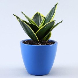 Sansevieria Plant In Illustrative Quote Marine Blue Pot