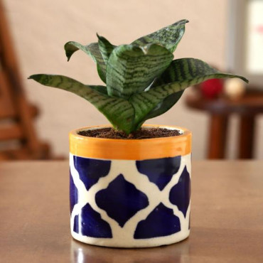 Sansevieria Plant In Rose Pottery Pipe Pot