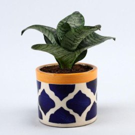 Sansevieria Plant In Rose Pottery Pipe Pot