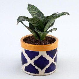 Sansevieria Plant In Rose Pottery Pipe Pot