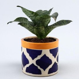 Sansevieria Plant In Rose Pottery Pipe Pot