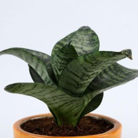 Sansevieria Plant In Rose Pottery Pipe Pot