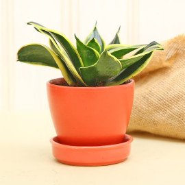 Sansevieria Rakhi Plant Combo
