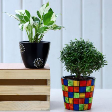 Set Of 2 Indoor Plants In Handpainted Ceramic Pots