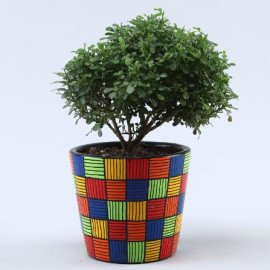 Set of 2 Indoor Plants In Handpainted Ceramic Pots