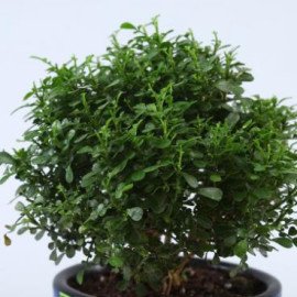 Set of 2 Indoor Plants In Handpainted Ceramic Pots