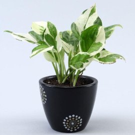 Set of 2 Indoor Plants In Handpainted Ceramic Pots