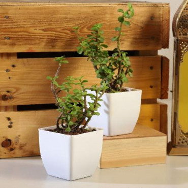 Set Of 2 Jade Plants in White Pot