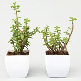Set Of 2 Jade Plants in White Pot
