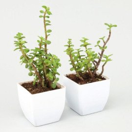 Set Of 2 Jade Plants in White Pot