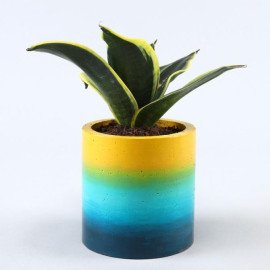Set Of 2 Refreshing Plants In Beautiful Planters