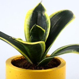 Set Of 2 Refreshing Plants In Beautiful Planters