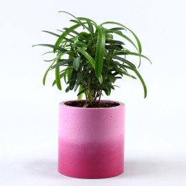 Set Of 2 Refreshing Plants In Beautiful Planters