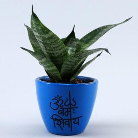 Set Of 2 Refreshing Plants In Handpainted Ceramic Pots