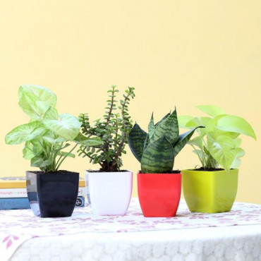 Set of 4 Lush Green Foliage Plants