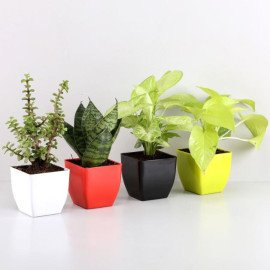 Set of 4 Lush Green Foliage Plants