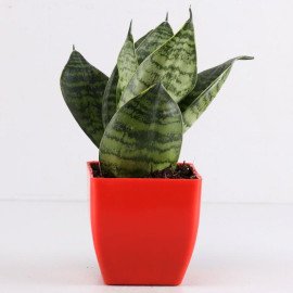 Set of 4 Lush Green Foliage Plants