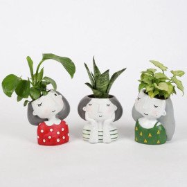 Set of 3 Air Purifying Plants In Raisin Pots
