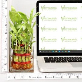 Square Vase 2 Layer Bamboo Plant