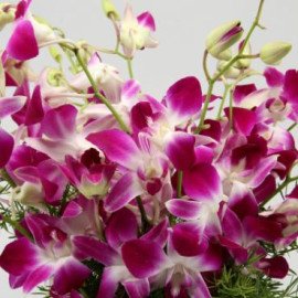 Stunning Purple Orchid Bunch