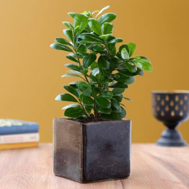 Supple Ficus Compacta Plant